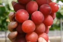 Tận mục giống nho giá kỷ lục 4,5 triệu đồng/quả