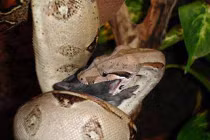 Kinh hoàng trăn “quái vật” nuốt chửng con mồi “khủng” (9)