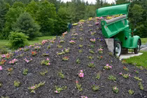 Những kiểu chậu hoa trang trí vườn vô cùng bắt mắt