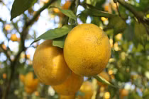 Rừng cam 100 tỷ vàng rực, nông dân “găm hàng” chờ bán Tết