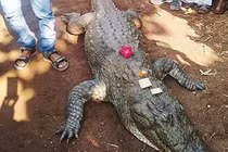 video: Kinh hãi cảnh đàn cá sấu háu ăn vây quanh người đàn ông