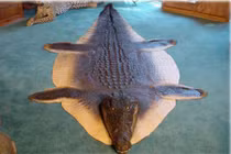 Đã mắt xem trang trí nhà với thảm trải sàn cực độc