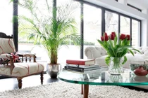 Bật mí những cách đưa cây xanh vào trang trí nhà ở