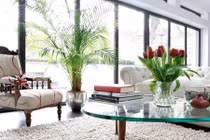 Bật mí những cách đưa cây xanh vào trang trí nhà ở