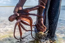 Theo chân những thợ săn bạch tuộc chuyên nghiệp ở Zanzibar