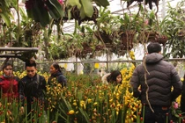 Nô nức kéo nhau đi mua lan chưng Tết bất chấp trời lạnh dưới 10 độ