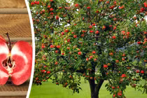 Mê mẩn vườn táo ruột đỏ cho thu tiền tấn