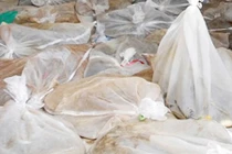 Phát hiện gần nửa tấn rắn hổ mang ở khu vực biên giới 