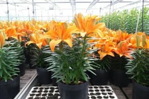 Cảnh giác với những loại hoa chơi Tết chứa chất độc hại sức khỏe 