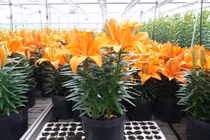 Cảnh giác với những loại hoa chơi Tết chứa chất độc hại sức khỏe 