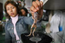 Sinh tố ếch, thịt ngựa sống... bạn dám thử?