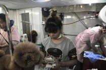 Cảnh thú cưng xếp hàng để làm đẹp đón Tết