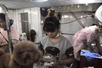 Cảnh thú cưng xếp hàng để làm đẹp đón Tết