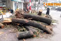 Chặt cây xanh HN: Khi dân không được hỏi, được bàn
