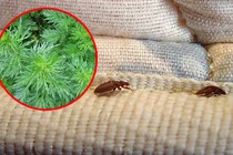 Với nắm lá quen thuộc này, bạn có thể đuổi sạch bay ve bọ trong nhà