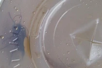 Tá hỏa sâu bướm ngoe nguẩy trong đồ uống KFC