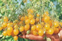 Hình ảnh độc của cà chua nho màu vàng