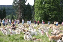 Kỷ lục của 222 chú chó lông vàng tuyệt đẹp