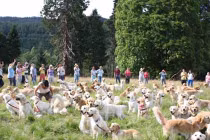 Kỷ lục của 222 chú chó lông vàng tuyệt đẹp