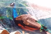 Công an Vĩnh Long xác nhận vụ mất chim công tại chùa