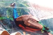 Công an Vĩnh Long xác nhận vụ mất chim công tại chùa