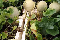 Trồng dưa lưới trên sân thượng, "siêu nông dân" bội thu