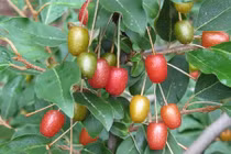 Đã mắt ngắm "nhót tây" hái ra tiền