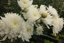 Mang cúc trắng thăm mẹ vợ tiểu đường, vì sao chàng trai bị “cấm cửa“?