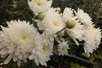 Mang cúc trắng thăm mẹ vợ tiểu đường, vì sao chàng trai bị “cấm cửa“?