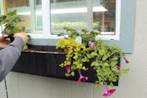 Cách trồng hoa trang trí cửa sổ nhà tuyệt đẹp