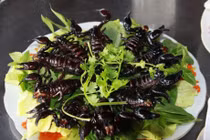 Khám phá món bò cạp Bảy Núi vừa ngon vừa sợ ở An Giang