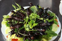 Khám phá món bò cạp Bảy Núi vừa ngon vừa sợ ở An Giang