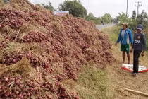 Thảm cảnh ế ẩm của đặc sản hành tím Vĩnh Châu 