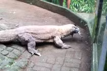 Clip rồng Komodo “nuốt tươi” con gà sống gây phẫn nộ