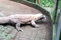 Clip rồng Komodo “nuốt tươi” con gà sống gây phẫn nộ