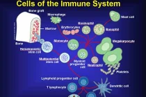 Những điều đáng ngạc nhiên về hệ miễn dịch
