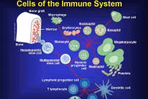 Những điều đáng ngạc nhiên về hệ miễn dịch