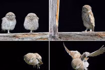 Khoảnh khắc chim cú “siêu ngầu” tập bay hiếm thấy