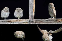 Khoảnh khắc chim cú “siêu ngầu” tập bay hiếm thấy