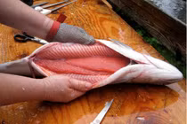 Tận mục trang trại nổi tiếng nuôi cá hồi lấy trứng