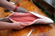 Tận mục trang trại nổi tiếng nuôi cá hồi lấy trứng