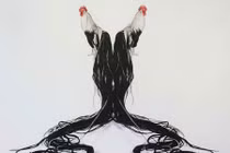 Dân chơi sốt với gà cảnh ngoại đuôi dài 7 mét