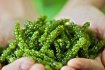 Những siêu thực phẩm tốt nhất cho nhan sắc phụ nữ