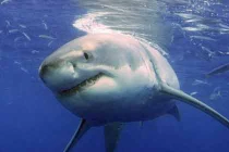 Thuốc chữa ung thư vú từ máu cá mập