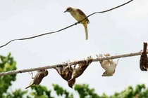 Khám phá nghề độc giúp đổi đời ở miền Tây