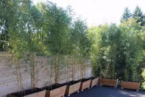 Trồng cây gì cho khoảng sân mùa hè thêm mát mẻ và phong cách