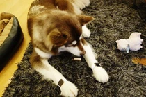 Quý tử tỷ phú TQ mua Apple Watch đeo cho chó cưng 