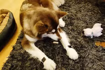 Quý tử tỷ phú TQ mua Apple Watch đeo cho chó cưng 