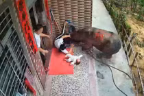 Video: Kinh hoàng cảnh trâu điên húc văng người phụ nữ đang bế con đứng trước cửa nhà