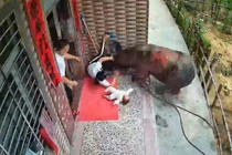 Video: Kinh hoàng cảnh trâu điên húc văng người phụ nữ đang bế con đứng trước cửa nhà